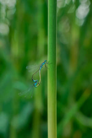 The courtship dance of dragonflies. Two dragonflies on a green stem.の写真素材
