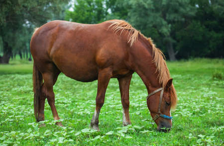 A horse grazing on a green meadow on a warm summer day.の写真素材