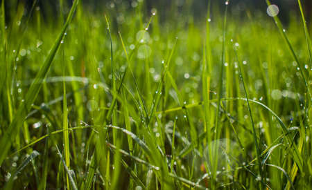 Green grass. Dew drops close-up on fresh green spring grass. The sun. Abstract nature backgroundの写真素材