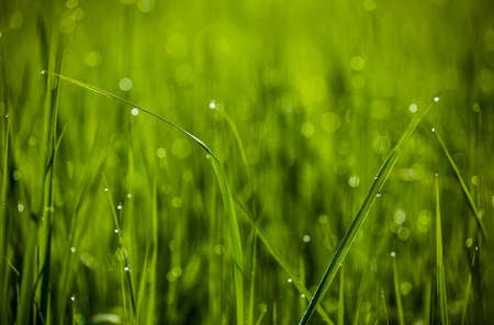 Green grass. Dew drops close-up on fresh green spring grass. The sun. Abstract nature backgroundの写真素材