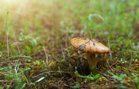 The fungus greasers in the green forest.