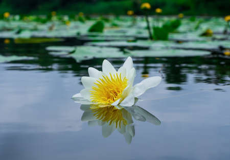 Flower white lily bloomed in the pond.の写真素材