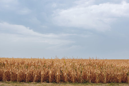 Summer day highlights the agricultural field, which is growing in neat rows, high, ripe, yellow, sweet corn. Background. The family of cereals and grain crops. Before harvest.の写真素材