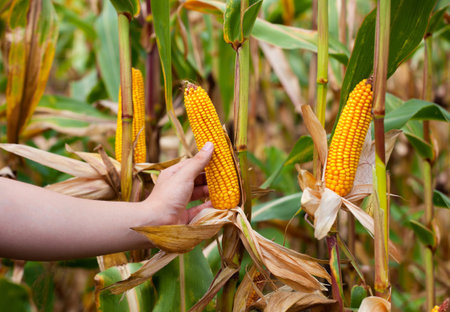 Farmer holding mature corn cob. On the right side of healthy, sick from left, moldy, spoiled....