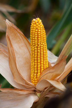 Ripe, yellow ear of sweet corn on the field. Collect corn crop.