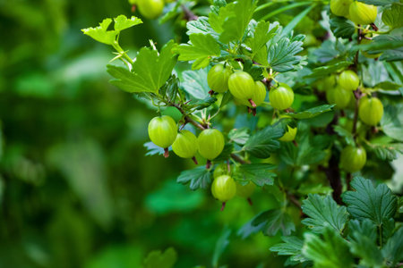 Gooseberry bush with unripe, green berries growing in a garden in the open field. Growing fruits and berries at home.の写真素材