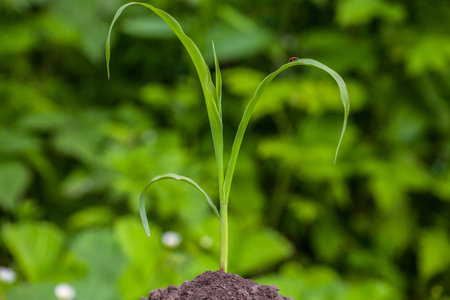 One young bush, small, green, early, sweet corn growing in the spring field of land- black earth illuminated by the sun rays in the spring day, close-up.の写真素材
