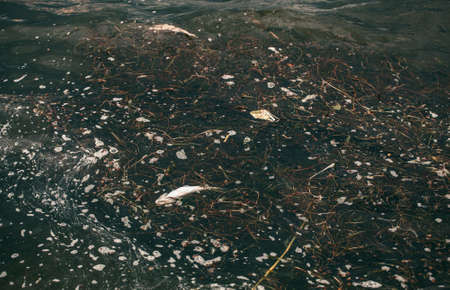 Bloated, dead, poisoned fish swims near the shore of the river. Environmental pollution. The impact of toxic emissions in the aquatic environment.の写真素材