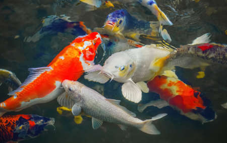 Colorful Japanese carp swimming in the pond of a pack close up.の写真素材