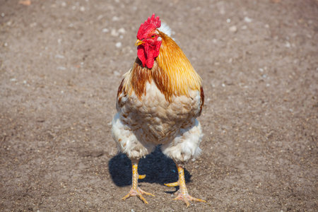 Beautiful, young, red and white big cock walks on the farm. Year of the rooster.