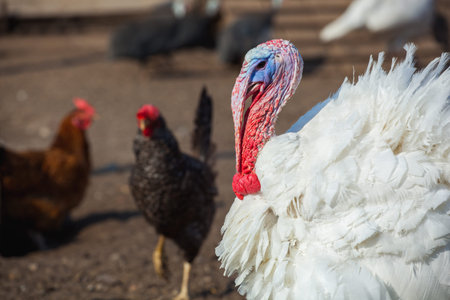 white color turkey walking day on the farm. Close-up. Thanksgiving Dayの写真素材