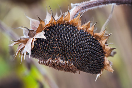 The mature, full, dry sunflower plant with seeds in the head sprouts on the field under the open sky. Before harvest.の写真素材