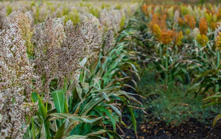 Bushes cereal and fodder plants of different varieties of sorghum mature and grow on the field in a...
