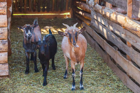 Three young goat walking in the wooden paddock for the goats on the farm for animals. Breeding livestock.の写真素材