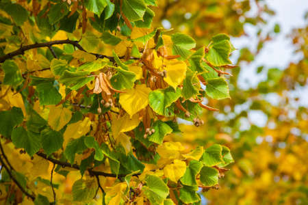 Yellowing leaves on the branches of a linden tree on blue sky background close-up. Autumn leaf fall.の写真素材