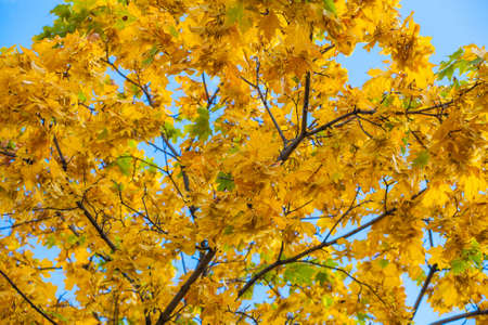 Yellowing leaves on the branches of a maple tree on blue sky background close-up. Autumn leaf fall.の写真素材