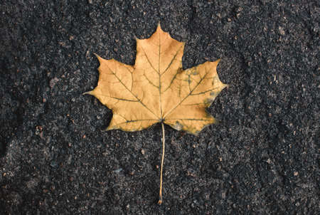 Yellow fallen from the tree on the wet asphalt maple leaf. Autumn leaf fallの写真素材