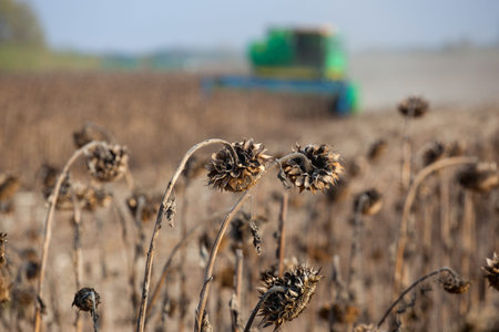 Field of dry sunflowers on a sunny day on the background harvester mowing the harvest.の写真素材