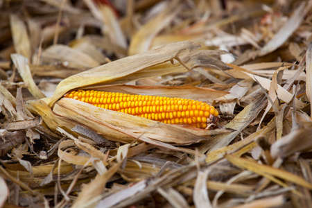 One ripe yellow cob of sweet corn field lies on the ground. Collect corn crop.の写真素材