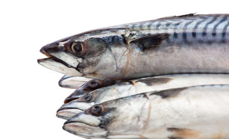 Five of raw, fresh mackerel lie on each other on a white, isolated background, closeup.の写真素材