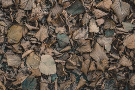 Dry, fallen leaves lie on the ground in the autumn on the nature.の写真素材