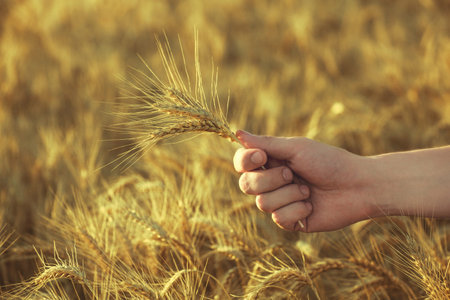 Mature, dry ears of golden wheat in a field at sunset in his hand agronomist. Harvesting.の写真素材