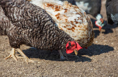 Chickens and guinea fowl walking on rural yard in the village. Breeding of farm animals at home.の写真素材