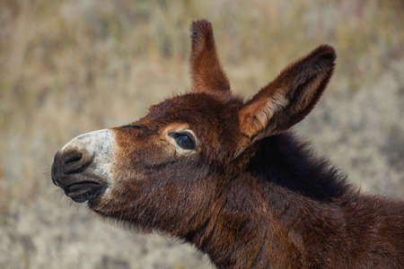 Young, beautiful, brown color donkey walking in a pasture near agricultural farms.の写真素材