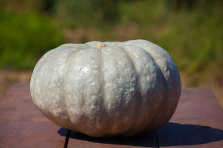 Great, great, green pumpkin rests on a wooden table. Harvest pumpkins.の写真素材
