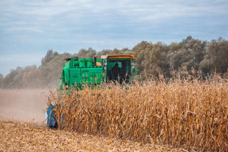 Big harvester in the field on a sunny day mowing ripe, dry corn. Autumn harvest.の写真素材