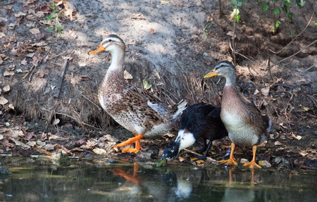 Three ducks adult male walking near the pond. Breeding birds on farms.の写真素材