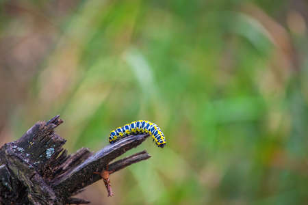Swallowtail caterpillar crawling on an old, dried-up stump. Insects are listed in the Red Book.の写真素材