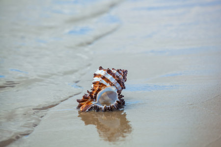 Small, brown and White clam shells lying in the sand near the shore of the ocean or sea. Souvenirs of travel.の写真素材