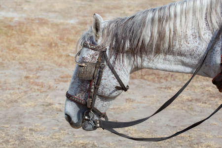 Adult, gray suit stallion walking on pasture ranch. Horseback riding.の写真素材