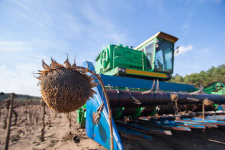 Big green harvester in the field on a sunny day mowing ripe, dry sunflower seeds. Autumn harvest. The work of agricultural machinery.の写真素材