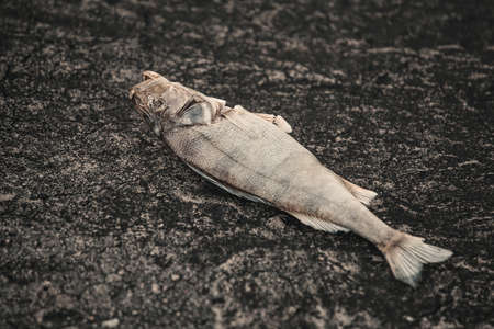Bloated, dead, poisoned fish lies on the bank of the river. Environmental pollution. The impact of toxic emissions in the aquatic environment.の写真素材