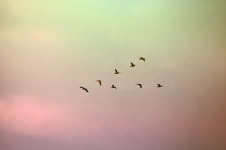 A flock of migratory birds lined up in a V formation before a long flight.の写真素材