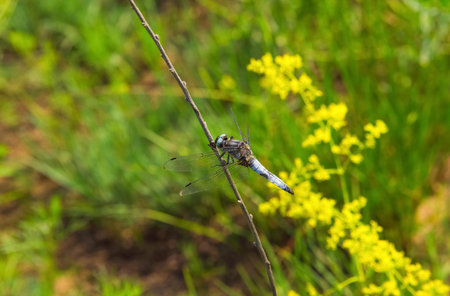 Beautiful, blue, large individual dragonfly Odonata sitting on a twig in nature.の写真素材