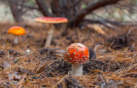 Young, small, with a red hat poisonous mushroom forest amanita growing in a spruce forest. Poisonous and toxic plants.の写真素材