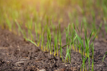 Field with sprouted winter crops in a row, low wheat before hibernation.の写真素材
