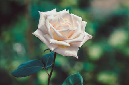 Flowering shrub white roses in a garden close up.の写真素材