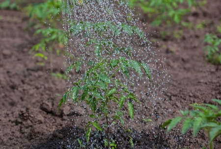 Watering from a watering can plant tomatoes planted in the ground in spring.の写真素材