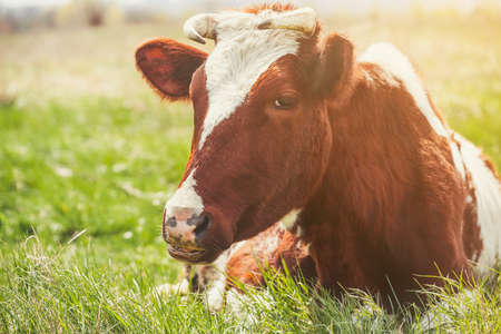 A young horned cow of brown color lies on a meadow.  Breeding animals on the farm.の写真素材