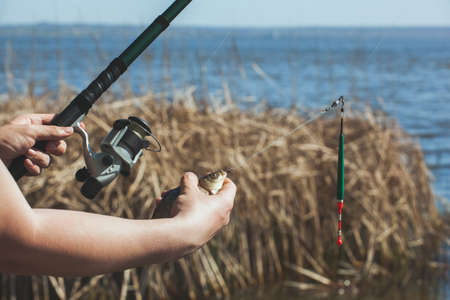 The fisherman holds in his hands caught fish and a rod with a reel against the background of the river and reeds.の写真素材