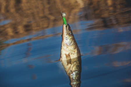 Fish Zander caught on a hook in a freshwater pond.の写真素材