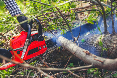 A man - Lumberjack in a black and white checkered shirt sawing a chainsaw in a forest.の写真素材