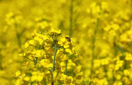 Bee pollinating flower of a rapeseed, a beautiful lush field under a blue, cloudless sky on a clear spring day.の写真素材