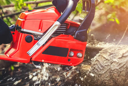 A man - Lumberjack in a black and white checkered shirt sawing a chainsaw in a forest.の写真素材