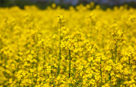 Beautiful flowering rapeseed field under the blue, cloudless sky on a clear spring day.