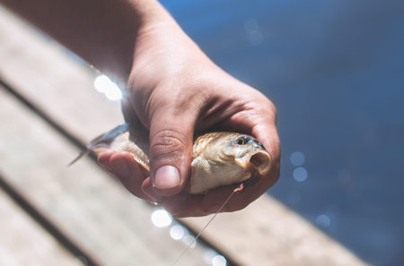 The fisherman is holding a fish caught on a hook in a freshwater pond.の写真素材